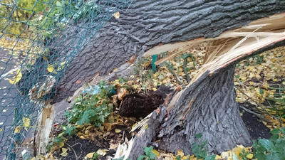 В Ульяновскую областную детскую клиническую больницу имени Ю.Ф. Горячева госпитализирован ребенок, на которого упало дерево